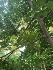 Cinnamomum osmophloeum