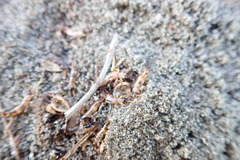 Anisolabis littorea
