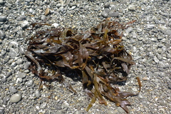 Dictyota kunthii