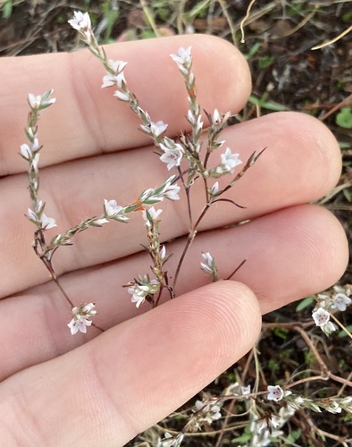 California Knotweed (Polygonum californicum)