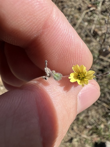 iNaturalist observation photo of common hareleaf