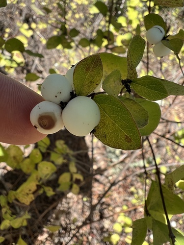iNaturalist observation photo of Common Snowberry