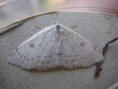 Cyclophora albipunctata