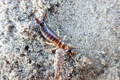 Anisolabis littorea