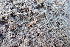 Anisolabis littorea