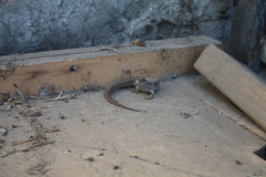 Elgaria multicarinata