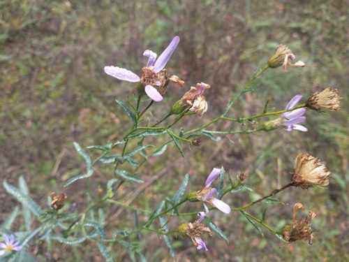 Klickitat aster (Doellingeria glaucescens)
