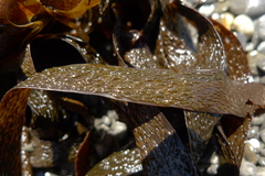 Dictyota kunthii
