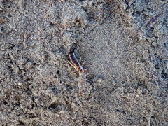 Anisolabis littorea