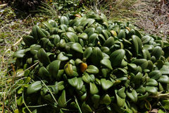 Gentianella saxosa