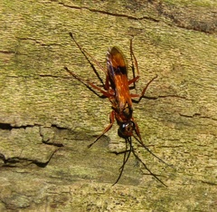 Sphictostethus fugax