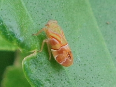 Egropa tenasserimensis