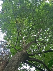 Spathodea campanulata