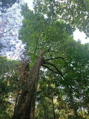 Spathodea campanulata