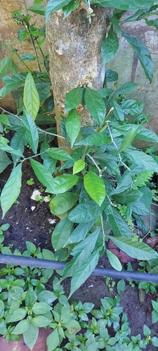 Adelia triloba observed 2025-10-20