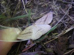 Petrophora chlorosata