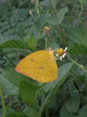 Catopsilia pomona