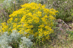 Cachrys sicula