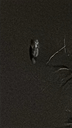 View observation of {o.common_name} on iNaturalist