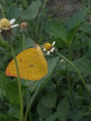 Catopsilia pomona