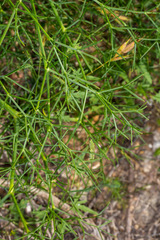 Cachrys sicula
