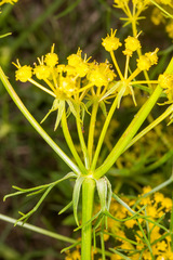 Cachrys sicula