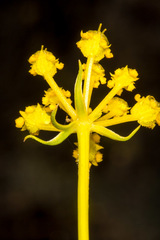 Cachrys sicula