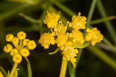 Cachrys sicula