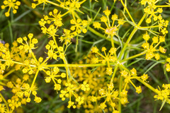 Cachrys sicula
