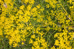 Cachrys sicula
