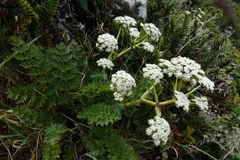 Anisotome lyallii