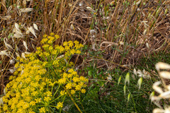 Cachrys sicula