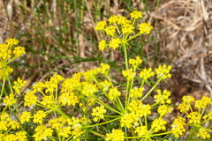 Cachrys sicula