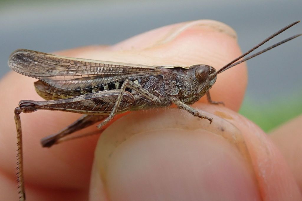 Bow-winged Grasshopper