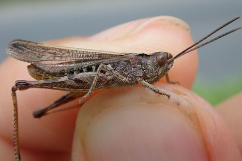 Bow-winged Grasshopper