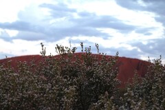 (c) Julia Palmer, some rights reserved (CC BY) Aluta maisonneuvei, photograph (c) Julia Palmer, some rights reserved (CC BY)