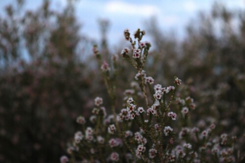 Desert heath myrtle (Aluta maisonneuvei)