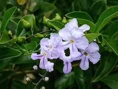 Duranta erecta