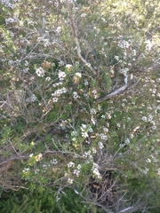 Kunzea tenuicaulis