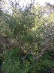 Kunzea tenuicaulis