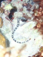 Syngnathidae