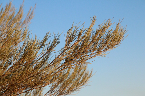Mulga Acacia (Acacia aneura)