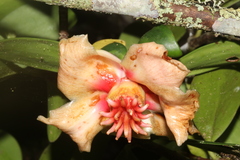 Clusia orthoneura