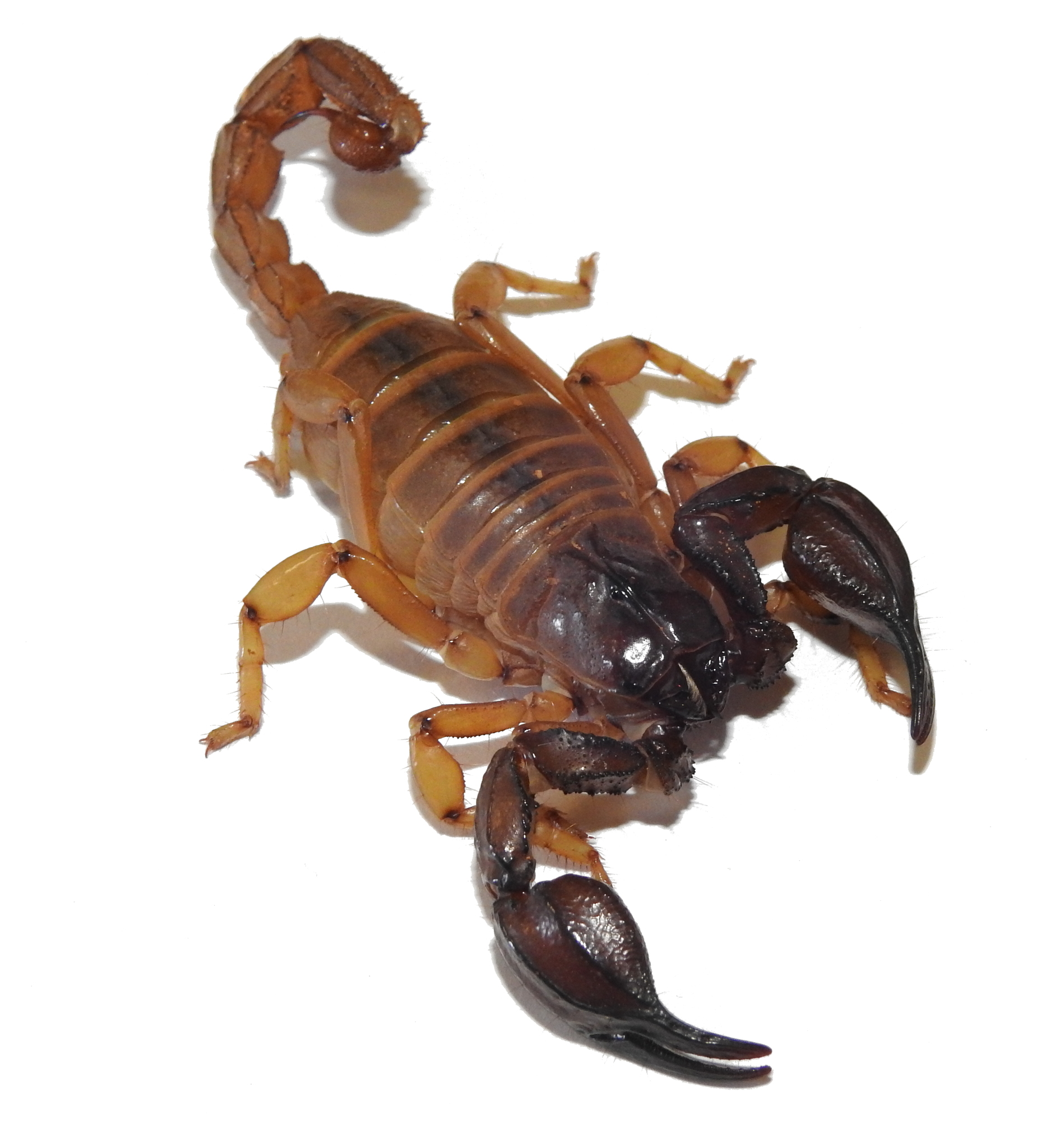 Coastal Robust Scorpion (Urodacus novaehollandiae) · iNaturalist