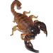 Coastal Robust Scorpion - Photo (c) Jackson Nugent, some rights reserved (CC BY)