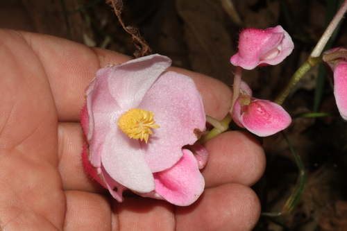 king begonia (Begonia rex)
