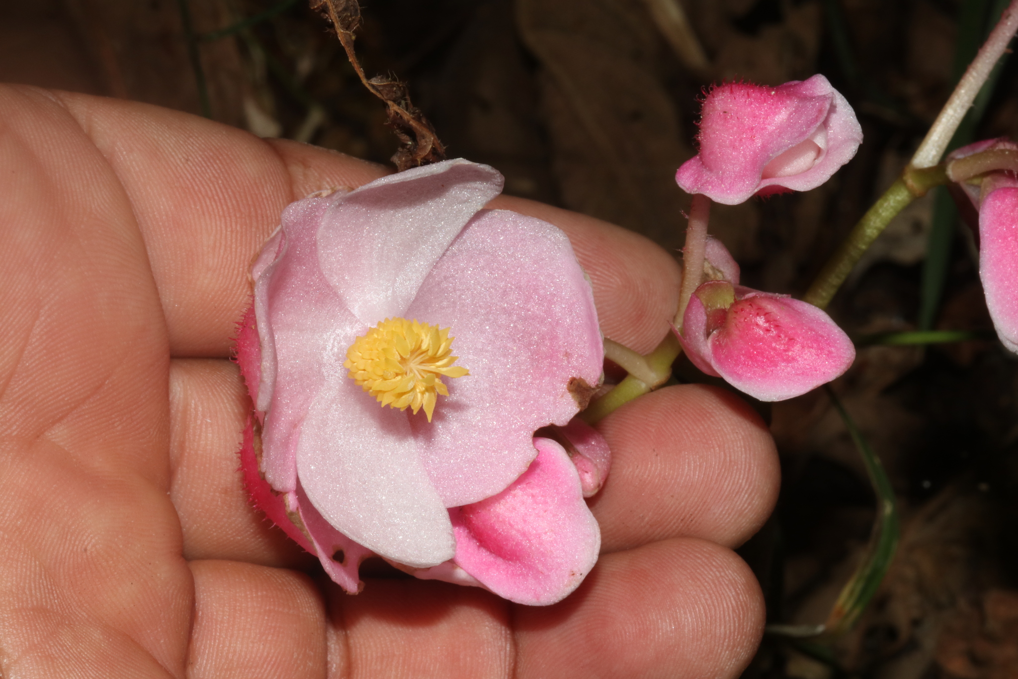 King Begonia (Begonia rex)
