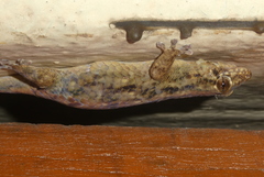 Geckolepis