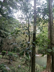 Lithocarpus konishii