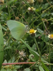 Catopsilia pomona